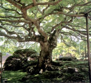 西善寺のコミネカエデ 【公式】横瀬町ホームページ(埼玉県秩父郡)