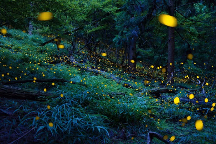 第14回西武線沿線サミット フォトコンテスト 入賞作品の発表について